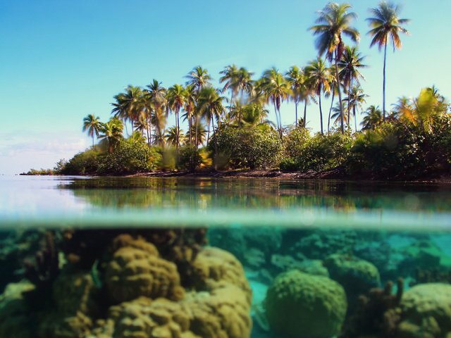 Обои море, пальмы, под водой, тропики, sea, palm trees, under water, tropics разрешение 1920x1080 Загрузить