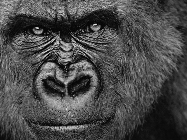 Обои взгляд, обезьяна, горилла, look, monkey, gorilla разрешение 1920x1200 Загрузить