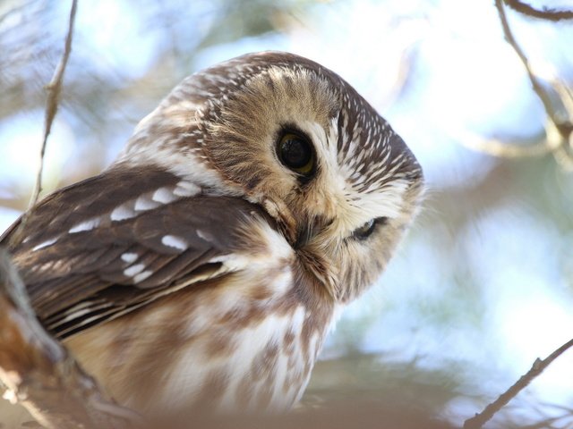 Обои сова, природа, лес, ветви, птица, воробьиный сыч, owl, nature, forest, branch, bird, pygmy owl разрешение 1920x1200 Загрузить