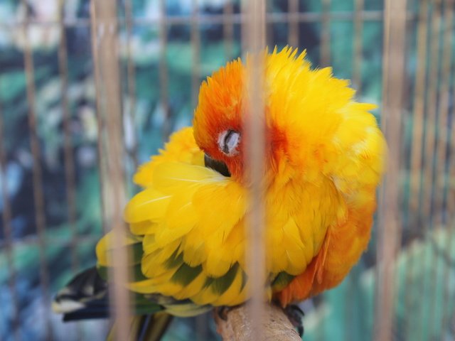 Обои желтый, сон, птица, клетка, попугай, оперение, yellow, sleep, bird, cell, parrot, tail разрешение 3088x2056 Загрузить