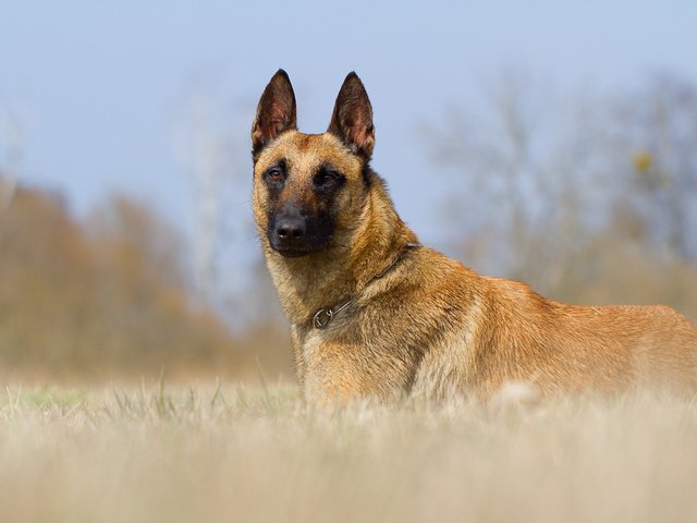 Обои взгляд, собака, друг, малинуа, бельгийская овчарка, look, dog, each, malinois, belgian shepherd разрешение 2560x1600 Загрузить