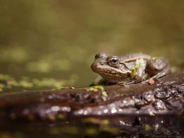 Обои вода, животные, лягушка, пруд, жаба, water, animals, frog, pond, toad разрешение 2048x1339 Загрузить