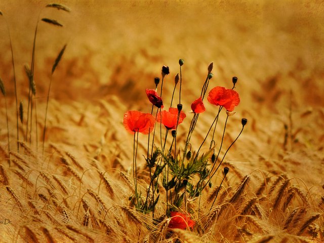 Обои цветы, природа, фон, поле, маки, пшеница, колоски, flowers, nature, background, field, maki, wheat, spikelets разрешение 2560x1600 Загрузить