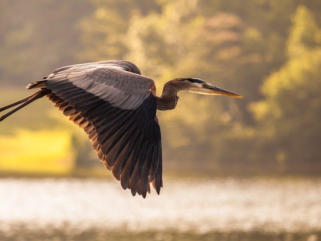 Обои вода, полет, птица, пруд, цапля, water, flight, bird, pond, heron разрешение 2560x1486 Загрузить