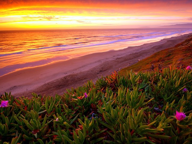 Обои цветы, закат, пляж, flowers, sunset, beach разрешение 2560x1600 Загрузить