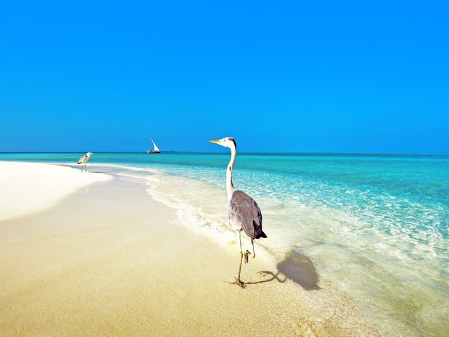 Обои море, пляж, тропики, птички, мальдивы, sea, beach, tropics, birds, the maldives разрешение 3903x2613 Загрузить