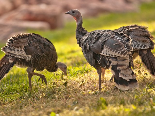 Обои трава, природа, птицы, клюв, перья, дрофа, grass, nature, birds, beak, feathers, bustard разрешение 2880x1800 Загрузить