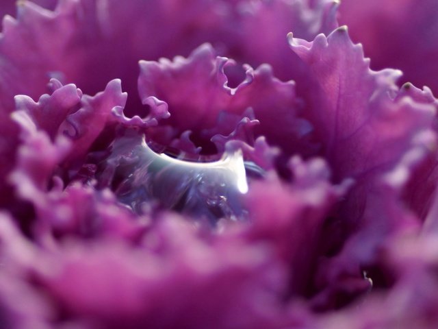 Обои цветок, капля, лепестки, фиолетовый, растение, flower, drop, petals, purple, plant разрешение 2880x1800 Загрузить