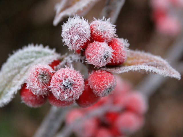 Обои природа, листья, ветки, иней, лист, размытость, ягоды, рябина, nature, leaves, branches, frost, sheet, blur, berries, rowan разрешение 2560x1600 Загрузить