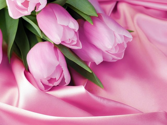 Обои розовый, тюльпаны, 8 марта, шелк, pink, tulips, march 8, silk разрешение 2880x1800 Загрузить