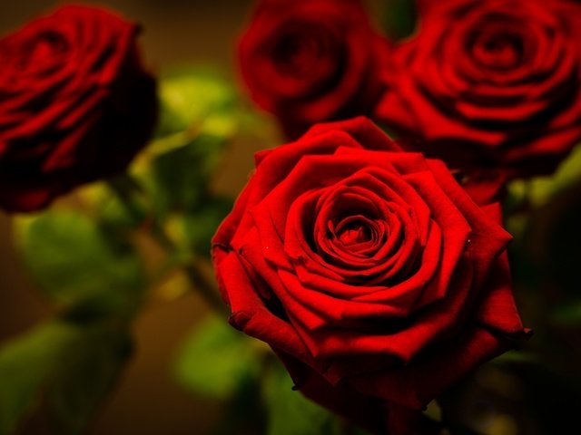 Обои цветы, макро, фото, розы, красный, flowers, macro, photo, roses, red разрешение 1920x1200 Загрузить