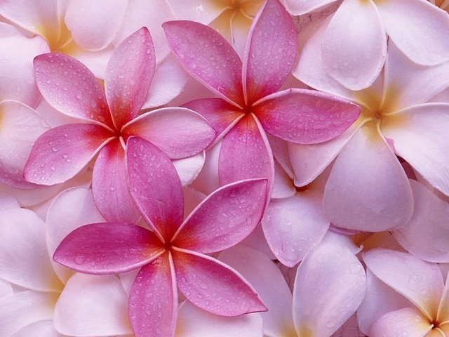 Обои цветы, макро, розовая, плюмерия, flowers, macro, pink, plumeria разрешение 1920x1200 Загрузить