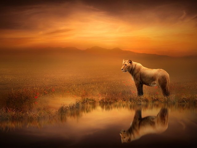 Обои арт, отражение, лев, львица, art, reflection, leo, lioness разрешение 2048x1365 Загрузить