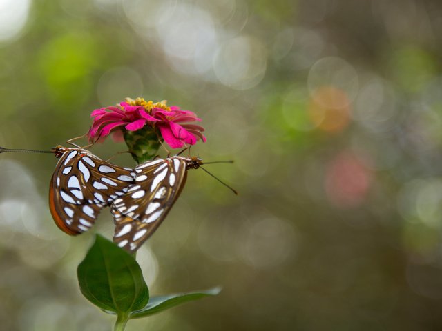 Обои цветок, насекомые, бабочки, flower, insects, butterfly разрешение 2048x1365 Загрузить