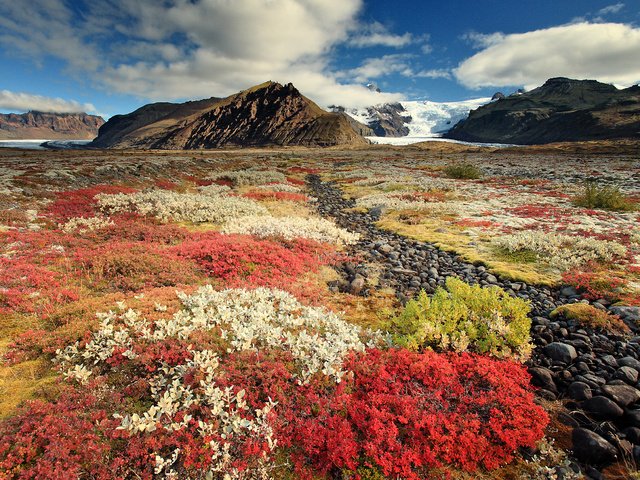 Обои небо, цветы, горы, исландия, the sky, flowers, mountains, iceland разрешение 2500x1677 Загрузить