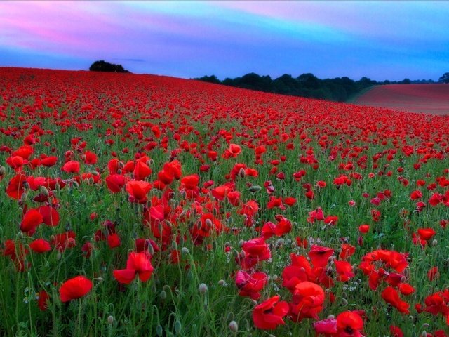 Обои небо, цветы, холмы, поле, красные, маки, луг, the sky, flowers, hills, field, red, maki, meadow разрешение 2048x1365 Загрузить