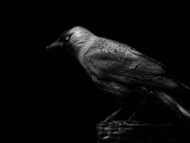Обои птицы, клюв, черный фон, ворона, birds, beak, black background, crow разрешение 2048x1365 Загрузить