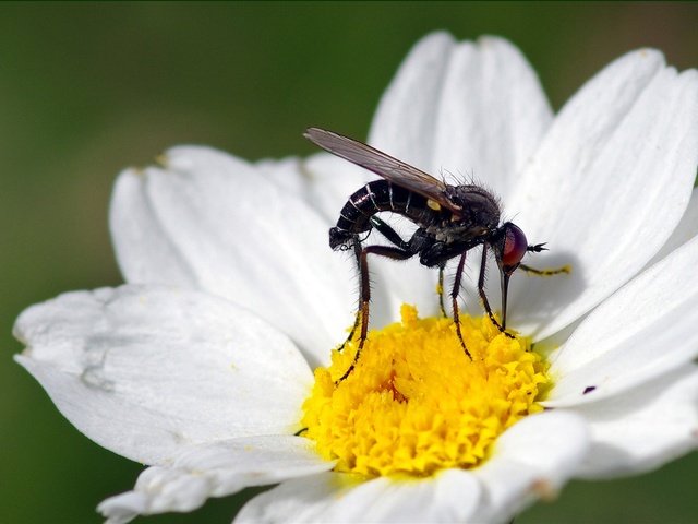 Обои макро, насекомое, цветок, белый, муха, ziva & amir, macro, insect, flower, white, fly разрешение 1994x1406 Загрузить