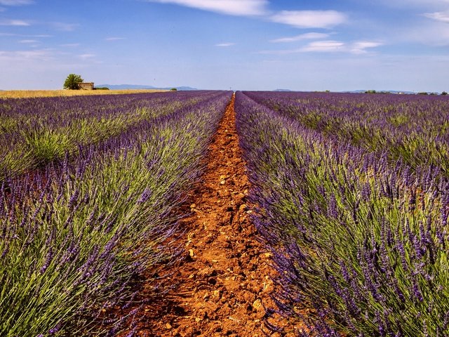 Обои небо, дорога, цветы, поле, лаванда, горизонт, дом, ферма, the sky, road, flowers, field, lavender, horizon, house, farm разрешение 2048x1153 Загрузить