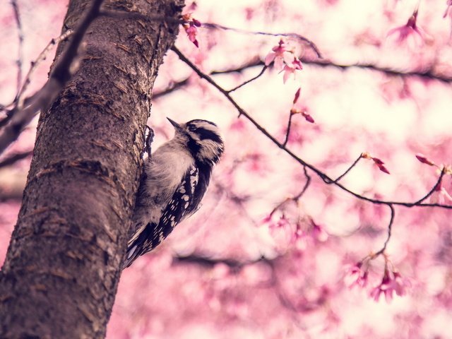 Обои птица, весна, дятел дерево, bird, spring, woodpecker tree разрешение 1920x1200 Загрузить