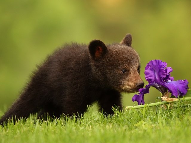 Обои трава, природа, цветок, медведь, медвежонок, grass, nature, flower, bear разрешение 2047x1321 Загрузить