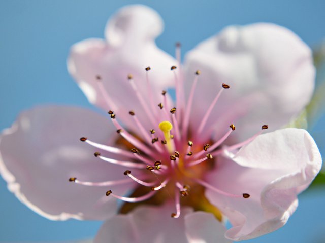 Обои цветок, лепестки, весна, blossom, ramona răican, flower, petals, spring разрешение 2048x1362 Загрузить