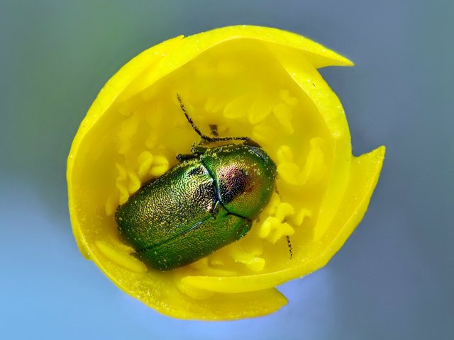 Обои желтый, жук, макро, насекомое, цветок, тюльпан, майский жук, yellow, beetle, macro, insect, flower, tulip, chafer разрешение 2560x1600 Загрузить