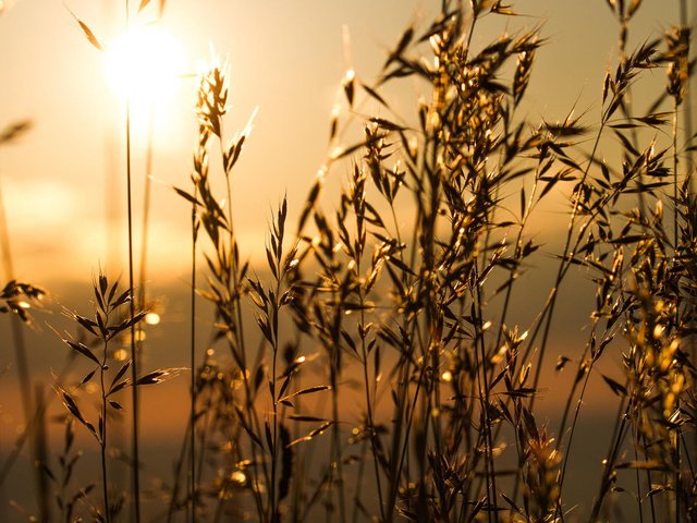 Обои трава, солнце, природа, макро, утро, колоски, grass, the sun, nature, macro, morning, spikelets разрешение 1920x1200 Загрузить