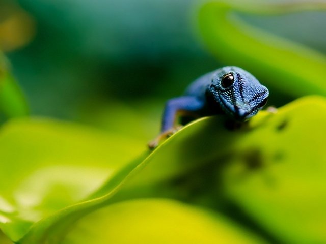 Обои листья, макро, ящерица, синяя, пресмыкающие, leaves, macro, lizard, blue, kowtowing animals: разрешение 1920x1200 Загрузить