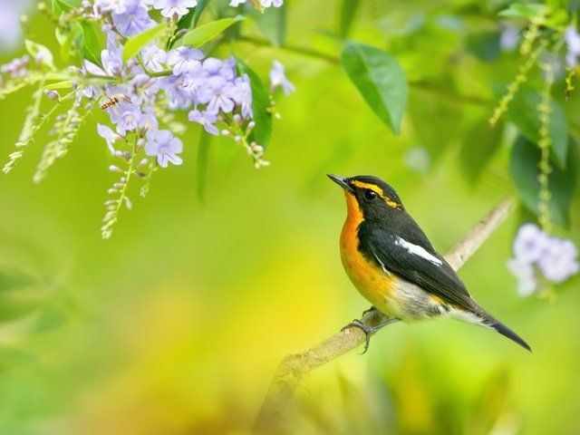 Обои цветы, ветка, дерево, птица, синие, мухоловка, птаха, flowers, branch, tree, bird, blue, flycatcher разрешение 2048x1371 Загрузить