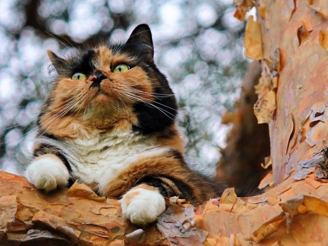 Обои дерево, кот, кошка, взгляд, трехцветный, tree, cat, look, tri-color разрешение 1920x1200 Загрузить