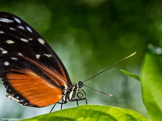 Обои листья, макро, насекомое, бабочка, крылья, leaves, macro, insect, butterfly, wings разрешение 2048x1300 Загрузить