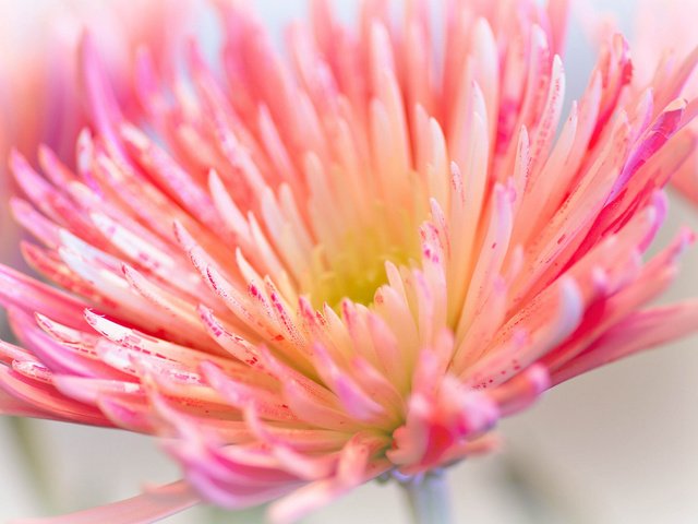 Обои макро, цветок, лепестки, розовый, хризантема, ~dgh~, wisps of pink, macro, flower, petals, pink, chrysanthemum разрешение 2048x1360 Загрузить