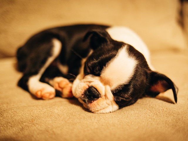 Обои мордочка, сон, собака, щенок, muzzle, sleep, dog, puppy разрешение 2048x1365 Загрузить