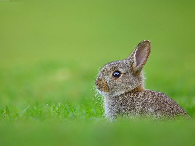 Обои трава, кролик, заяц, grass, rabbit, hare разрешение 1920x1200 Загрузить