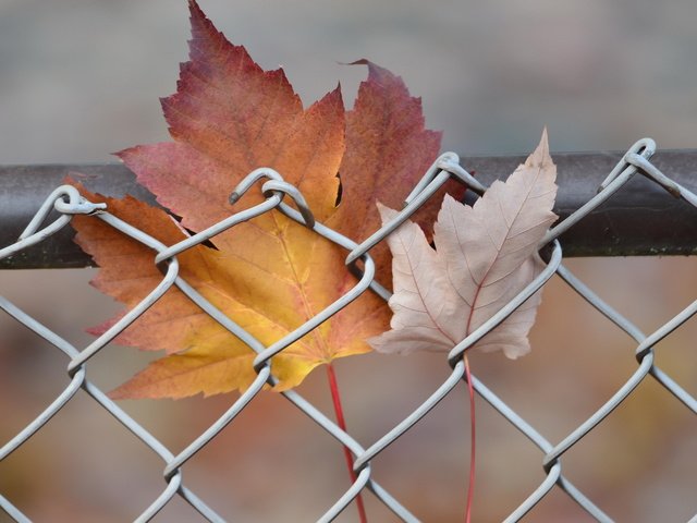 Обои природа, листья, осень, забор, сетка, кленовый лист, nature, leaves, autumn, the fence, mesh, maple leaf разрешение 2048x1365 Загрузить