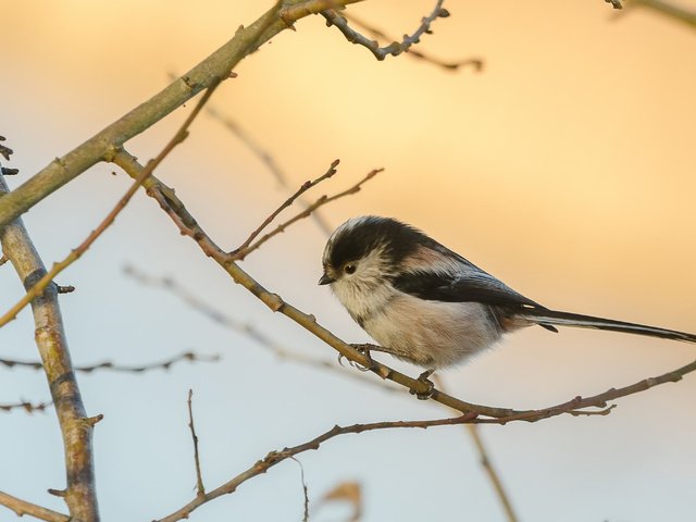 Обои ветка, природа, птица, синица, branch, nature, bird, tit разрешение 3672x2039 Загрузить