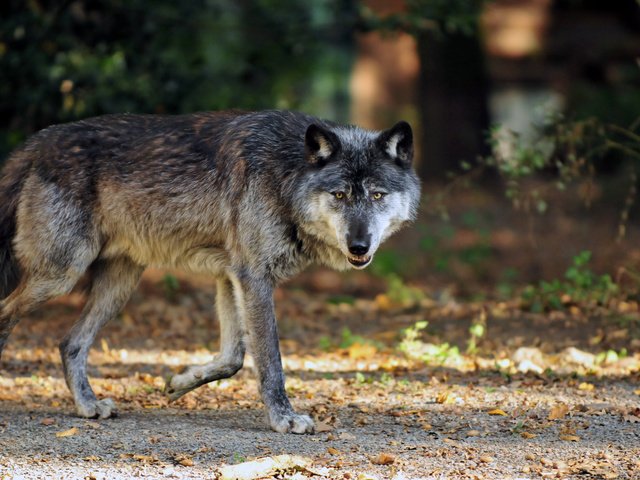 Обои морда, лапы, взгляд, осень, хищник, волк, face, paws, look, autumn, predator, wolf разрешение 4288x2848 Загрузить