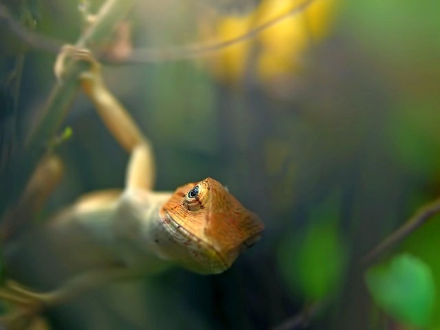 Обои природа, ящерица, животное, на природе, garden lizard, nature, lizard, animal разрешение 1920x1280 Загрузить