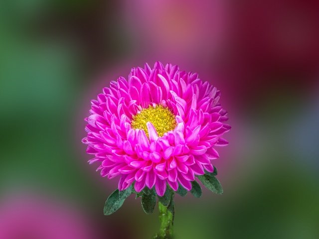 Обои макро, астра, aster flower, macro, astra разрешение 2880x1920 Загрузить