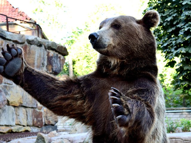 Обои лапы, взгляд, когти, медведи, бурые медведи, paws, look, claws, bears, brown bears разрешение 2560x1600 Загрузить