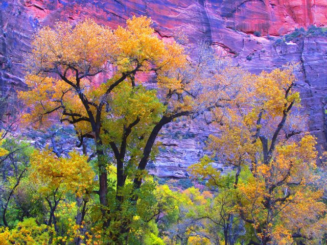 Обои деревья, скала, гора, осень, сша, юта, zion national park, trees, rock, mountain, autumn, usa, utah разрешение 2048x1403 Загрузить