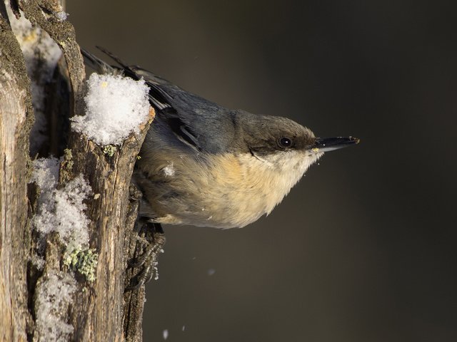 Обои снег, дерево, трещины, птица, воробей, ствол, кора, snow, tree, cracked, bird, sparrow, trunk, bark разрешение 1920x1200 Загрузить