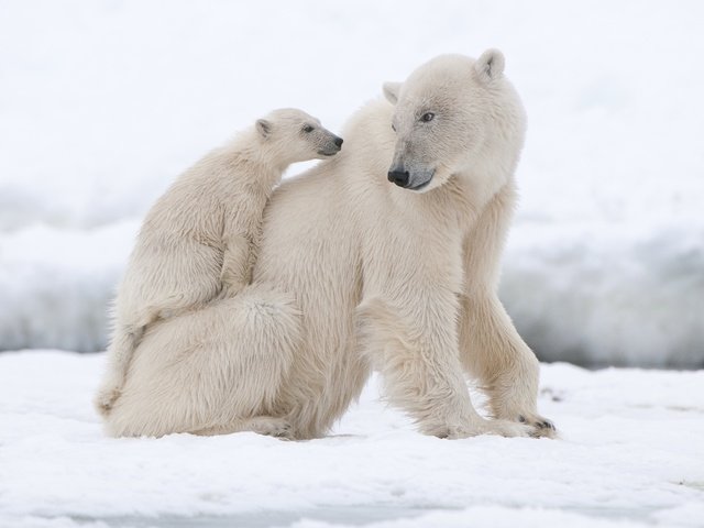 Обои животные, полярный медведь, медведи, белый медведь, animals, polar bear, bears разрешение 2880x1913 Загрузить