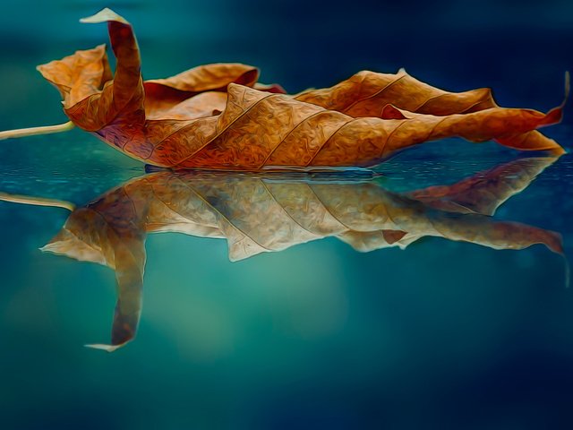 Обои макро, отражение, осень, лист, macro, reflection, autumn, sheet разрешение 2048x1170 Загрузить