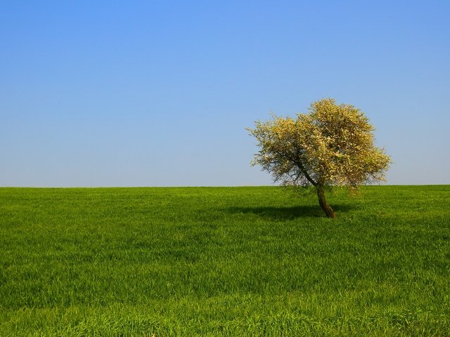 Обои трава, дерево, пейзаж, поле, grass, tree, landscape, field разрешение 2650x1506 Загрузить