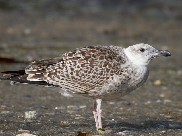 Обои чайка, птица, tristan martin, серебристая чайка, seagull, bird, herring gull разрешение 4882x3317 Загрузить