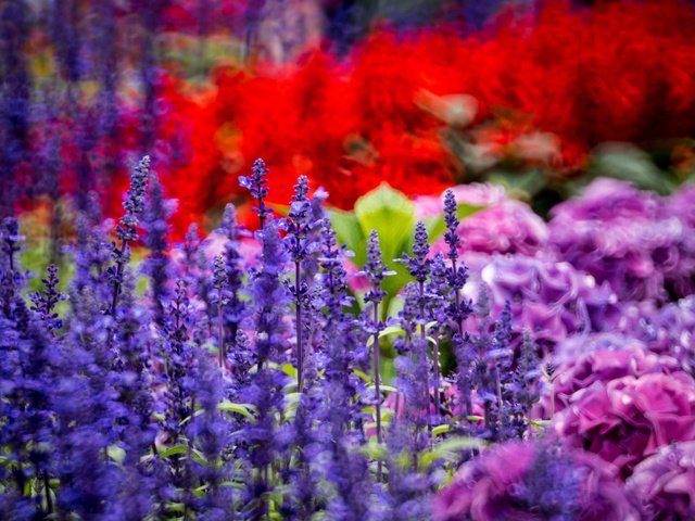 Обои цветы, лаванда, клумба, гортензия, braemar hill, hong kong island, hk, flowers, lavender, flowerbed, hydrangea разрешение 2048x1365 Загрузить