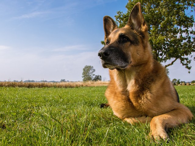 Обои собака, луг, немецкая овчарка, овчарка, dog, meadow, german shepherd, shepherd разрешение 2048x1347 Загрузить