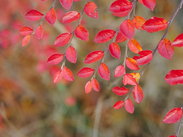 Обои ветка, природа, листья, осень, багрянец, осенние листья, branch, nature, leaves, autumn, the crimson, autumn leaves разрешение 2048x1365 Загрузить